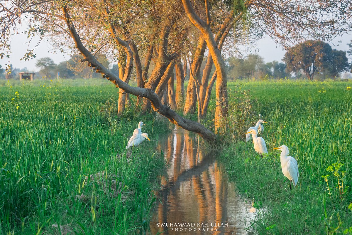 Muhammad Rafi Ullah Photography tweet media