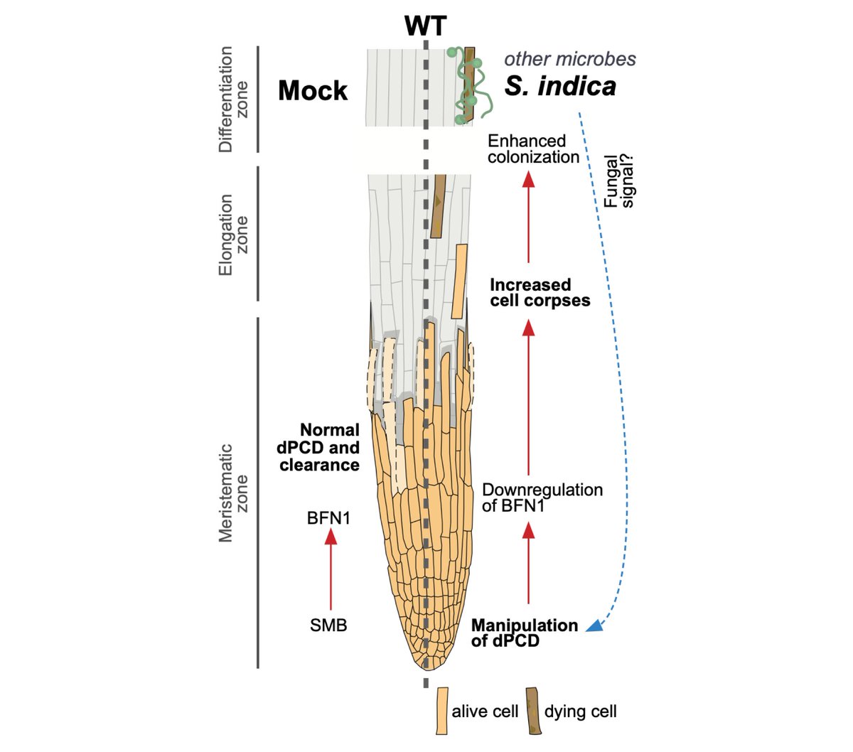 sketchscience's tweet image. 4/4 🕵️‍♀️Our findings reveal how S. indica manipulates PCD in A. thaliana to promote fungal colonization, highlighting the complex interplay between plants and microbes. #PlantScience #ProgrammedCellDeath