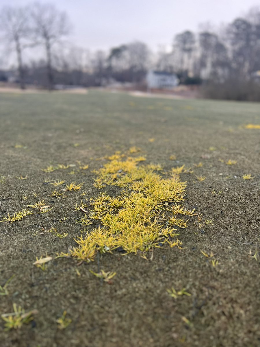 IHCCTurf's tweet image. Have you noticed the Poa annua (annual bluegrass) on the course? The pre-emergent from the fall/winter had a tall order with the rain amounts this winter and we have had some breakthrough. @william_slim ‘s post-emerge apps are cleaning it up. #deadPoaisthebestPoa #POSTAPP