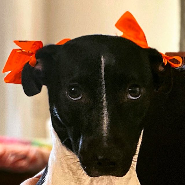 🙄 Things I see my hooman do
#FridaKahlo #Fridakaalu