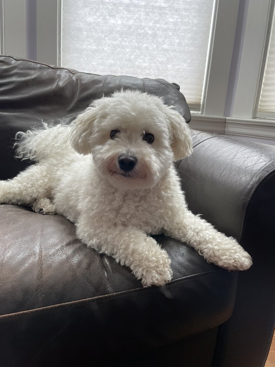 RebeccaNewhook's tweet photo. Fitzjasper Sniffbitz stands in #ExuberantSolidarity with @MUNFaculty and #MUNFAPets until we reach a #FairDealAtMUN. Also, think carefully before you make promises to your children about names for future pets. https://t.co/XFPY4CeocX