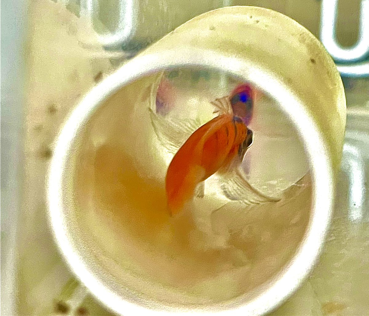 I have 3 yrs funding for a postdoc to work on neuroendocrine processes regulating sexual plasticity in bluebanded gobies. However I want to welcome those interested in applying for a PRFB, and that way we have some back up funding available too. nsf.gov/pubs/2020/nsf2…