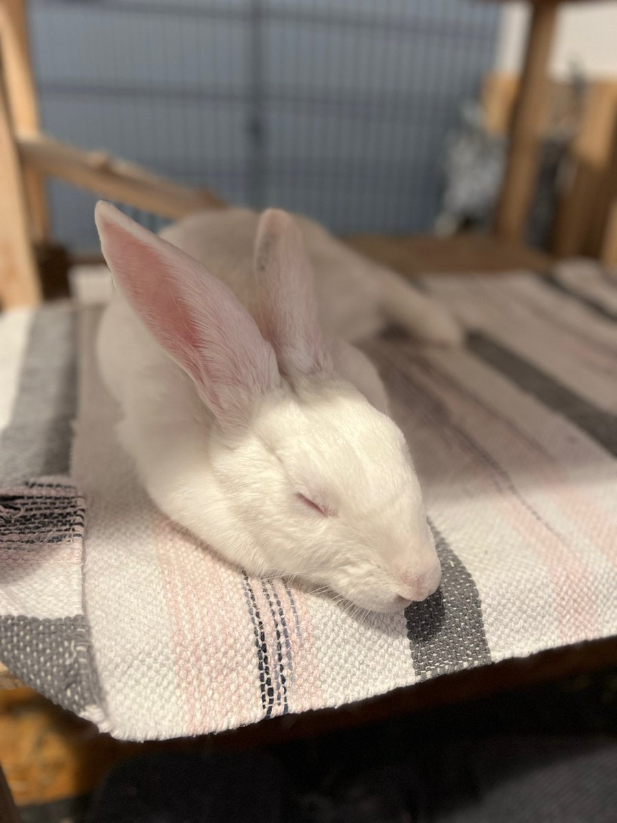 AssoWhiteRabbit's tweet photo. Viola est née en avril 2022 et a été réhabilitée par l'association en septembre. C’est une lapine curieuse, qui adore explorer son environnement, courir, sauter sur le divan et rencontrer de nouvelles personnes💕 Plus d'infos et adoption : https://t.co/PAiyH1fzVh https://t.co/fvdvy3FgvJ