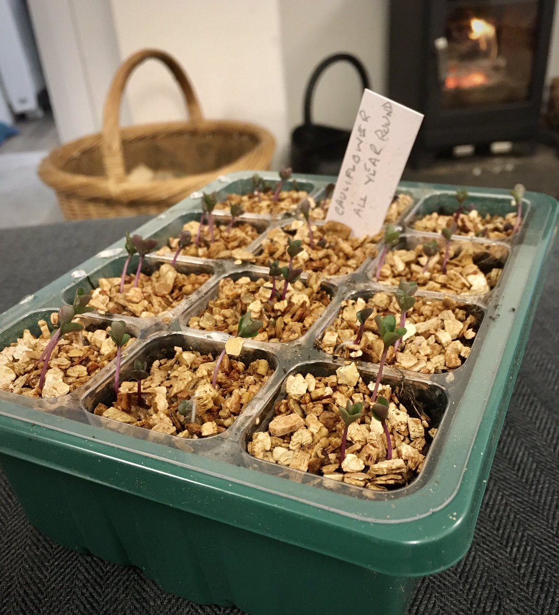 keithtesterliv1's tweet image. Hopefully here at The Devon Patch we will have Cauliflowers, All The Year Round variety, never get tired of finding new seedlings popping their heads through 👍😊 #devonpatch #seedtray #seedlings #cauliflower @KingsSeeds_UK