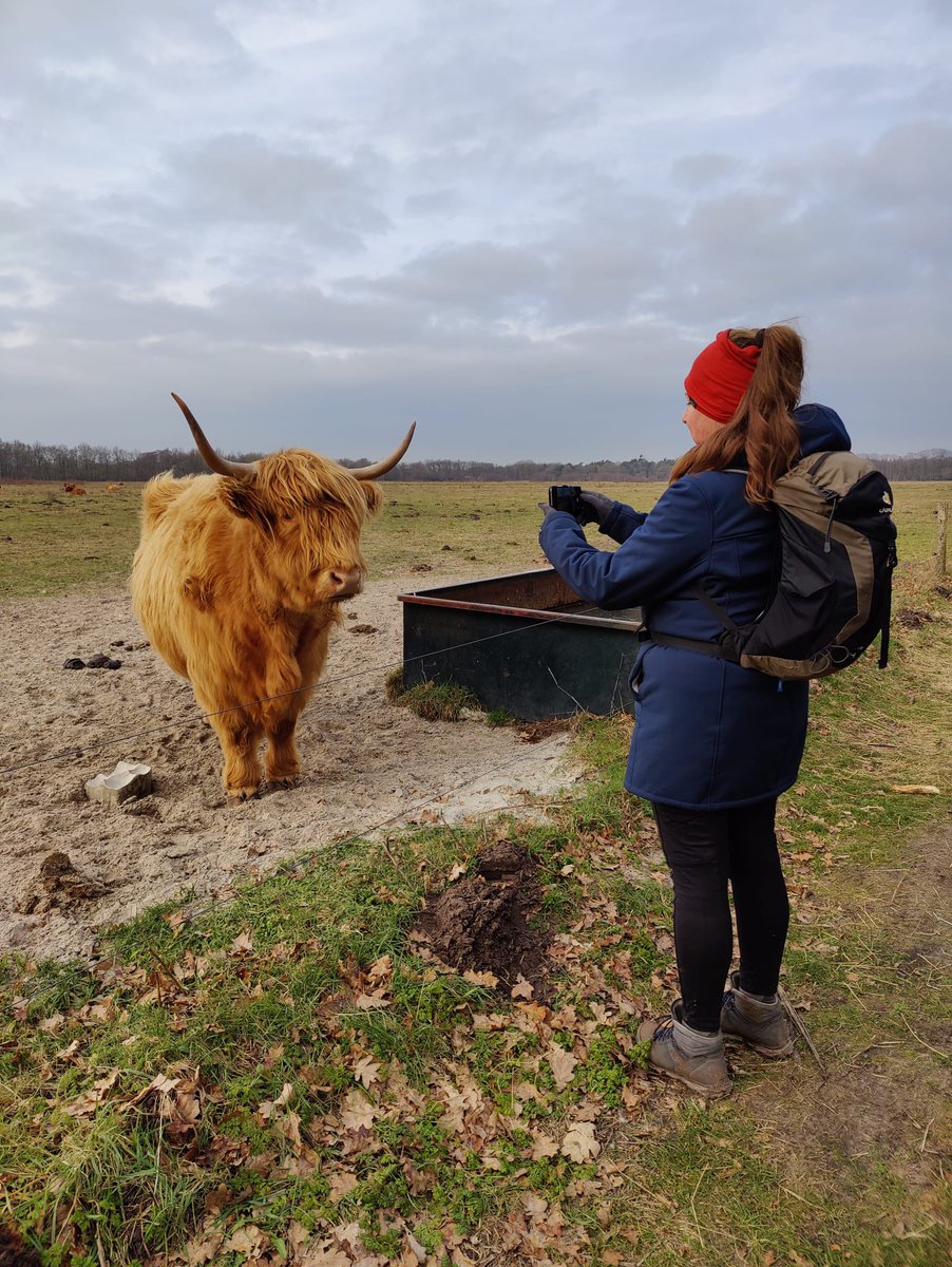 Al wandelend heb ik afgelopen jaar regelmatig het pad gekruist van imposante schotse hooglanders. Ik heb diep ontzag voor ze en loop er altijd ruim omheen. Vandaag op veilige afstand en met een draadje er tussen dit prachtexemplaar gefotografeerd. #achtertveen #gasteren