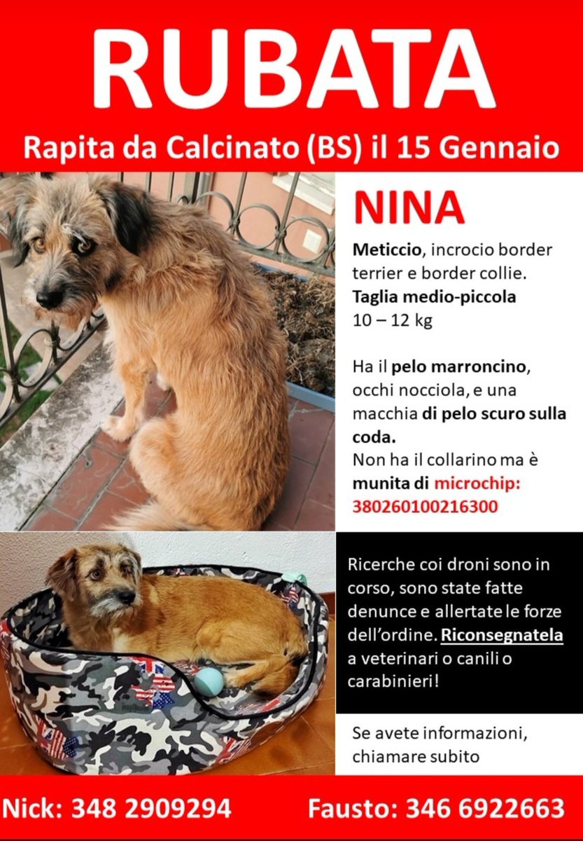 NinaRitroviamo's tweet photo. #ritroviamonina  
#canescomparso #canerubato #canesmarrito #cane #Brescia #calcinato #Bresciaeprovincia #lagodigarda https://t.co/sDK4dtUOTQ