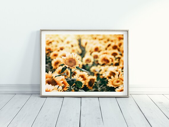 Sunflower Field Print for Farmhouse Bathroom etsy.me/3G1NF9D #farmhousewallart #sunflower #sunflowergift #sunflowerdecor @etsymktgtool