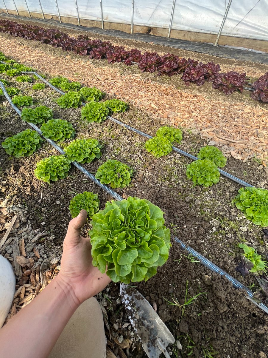 FarmtoYouNH's tweet photo. starting off the semester right with some salanova!
#lettuce #salanova #salanovalettuce #hightunnel #hightunnelgrowing #unh https://t.co/EJESybL7fJ
