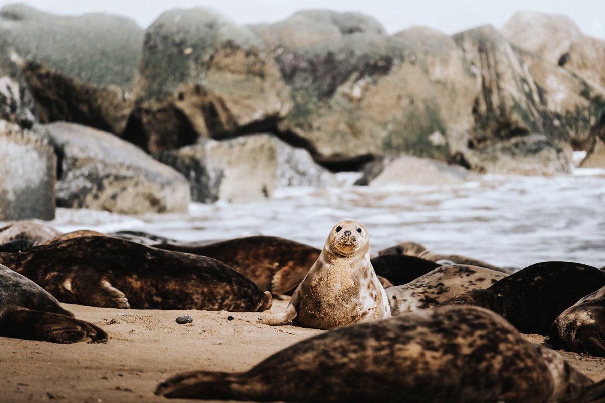Who doesn't love seeing the grey seals at Horsey Gap?

The beaches at Horsey and Winterton during the pupping season are some of the best places in the country to watch them😍

Just make sure you keep your distance and give them the space they need.

📷 DanScape