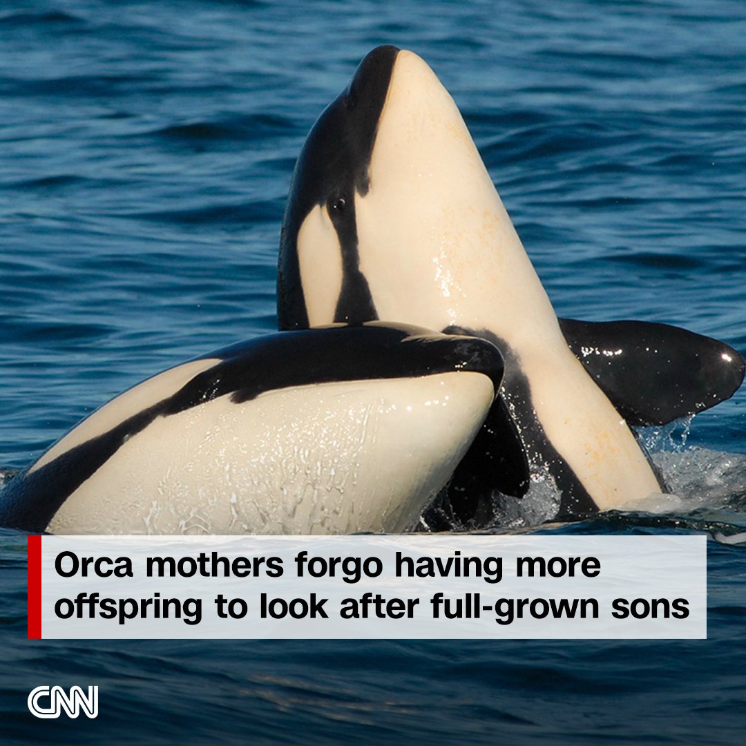 CNN's tweet photo. Orcas are unusual in that males and females stay with their mothers for life. But the “cost” of a mother’s care is bigger in the case of sons, new research finds. https://t.co/xi1iS9W9NM https://t.co/kK0cdPk8ca