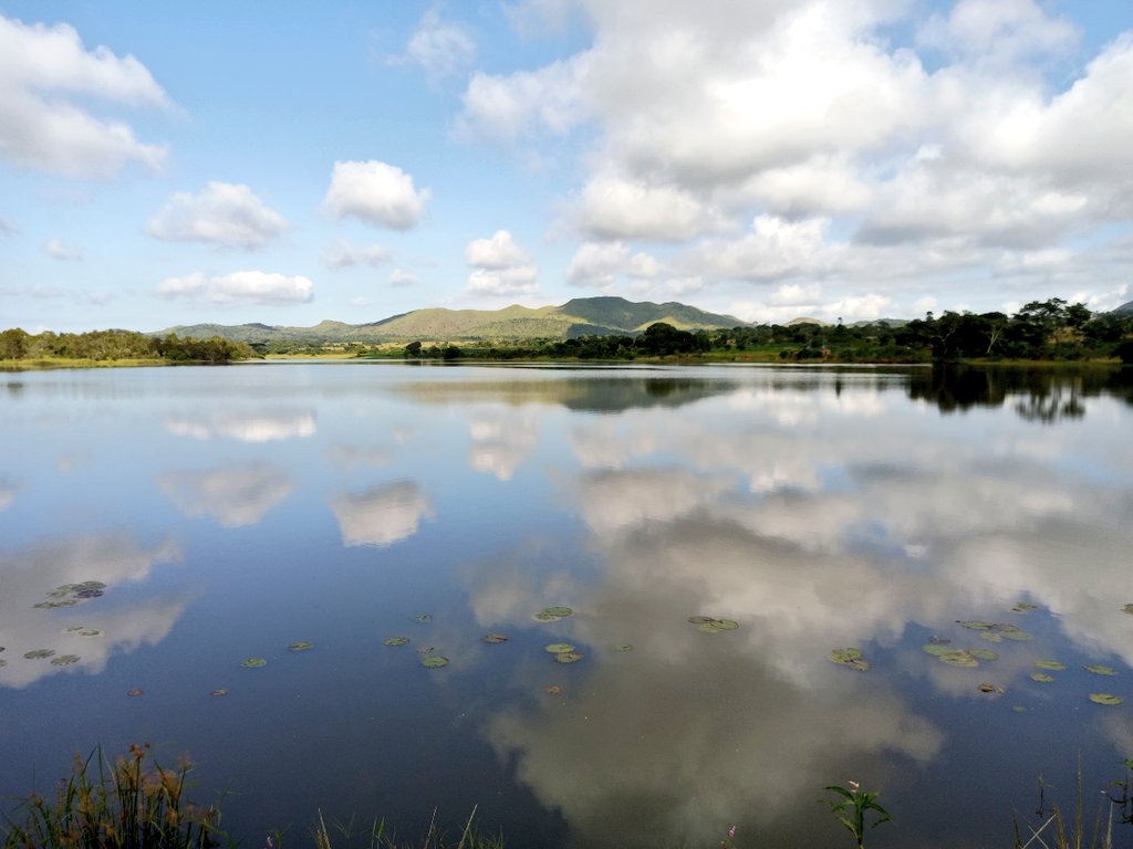 Pastor Farmer 🇿🇼 🌾🥔🥚🐂 tweet media
