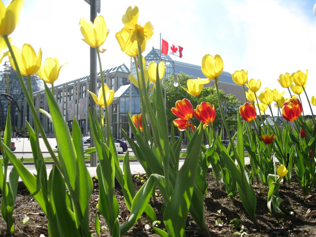 CdnHeritage's tweet photo. The #CanadianFlag is more than just a symbol; it represents our shared values and history.

On February 15, let's honour it!

Learn more about the flag’s history and significance: https://t.co/gyNGSm0Npa https://t.co/LnHBxXZJMD