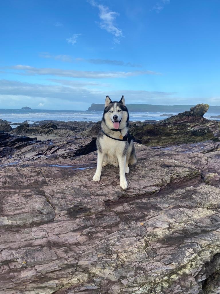 With dog-friendly rooms, there's no
excuse to not bring your furry friend along with you!
They enjoy the beach just as much as we do - if not
more!

.
.
.
