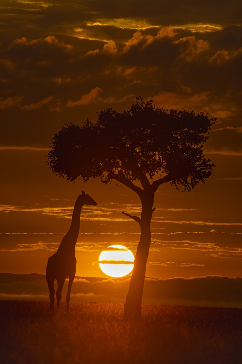 Golden Trails!
#Giraffe #wildlifephotography #MaraTrails @Wildlife_NFTs @theburrownft