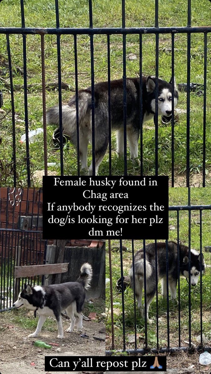 Captain Plexx tweet media