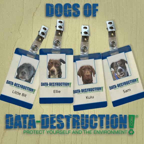 datadestroy's tweet photo. If you’ve been to our Golden location you’ve probably been greeted by one of the staff dogs. 
#officedogs #NAIDAAAcertified #recycling #recyclecolorado #securedocumentshredding #protectyourselfandtheenvironment #documentshredding #paperrecycling #harddriveshredding https://t.co/u8TmDLCxRO