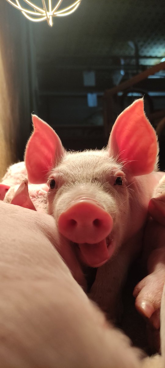 Romain Lamour🐖🌽📸 tweet media