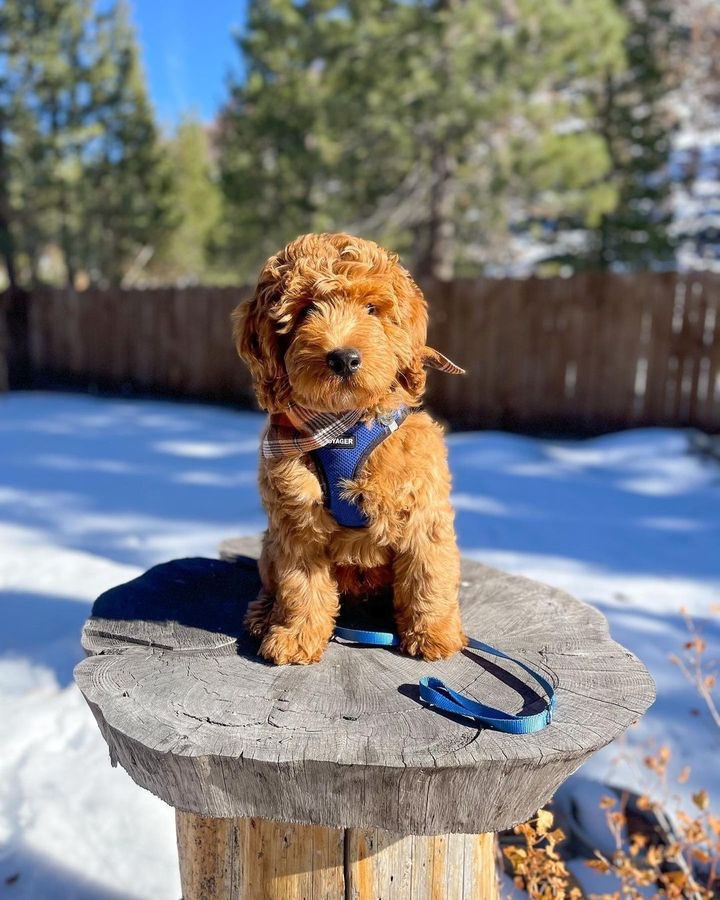 bestpetinc's tweet photo. Loving this look! 💙
Don't forget to tag us in your Voyager outfits for a chance to be featured!
📸 @itsoslodood (IG)
#voyagerharness #bestpet #dogs #puppies #dogharness #style #petsupplies #cutedogs https://t.co/wjqGsTA3W3