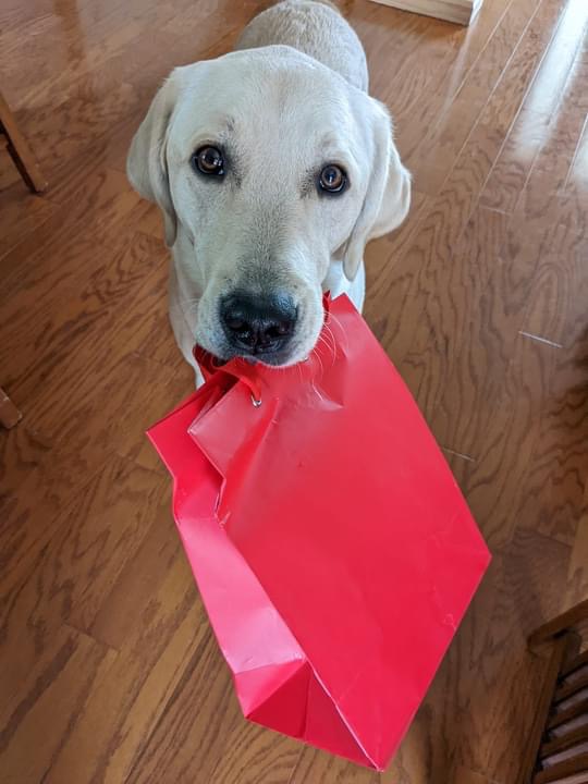 PGIdogs's tweet photo. Happy Valentine’s Day from our furry friends to yours! ❤️ Give your pups some much needed play time, treats, and cuddles today. We love our dogs, volunteers, and recipients fur-ever!
#servicesdogsintraining #pgidogs #dogs #servicedogs #servicedogsofinstagram #dogsofpeoria #pgi https://t.co/C3DW4hRuiR