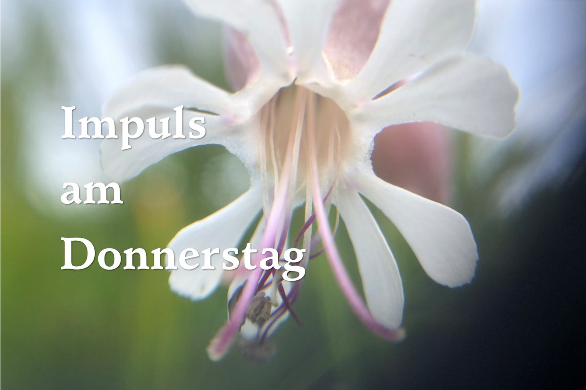 MDubberke's tweet photo. Seid #stille – einfach mal nicht #reden, #quasseln, #ratschen, #kommentieren, sondern einfach mal #still sein, zur #Ruhe kommen, nachwirken lassen, offen werden, innehalten - um #Gottes Wirken in eigenen #Leben nachzuspüren.
👇 👇 👇
https://t.co/IuwQp2vTV5 https://t.co/GqP9a9JWjM