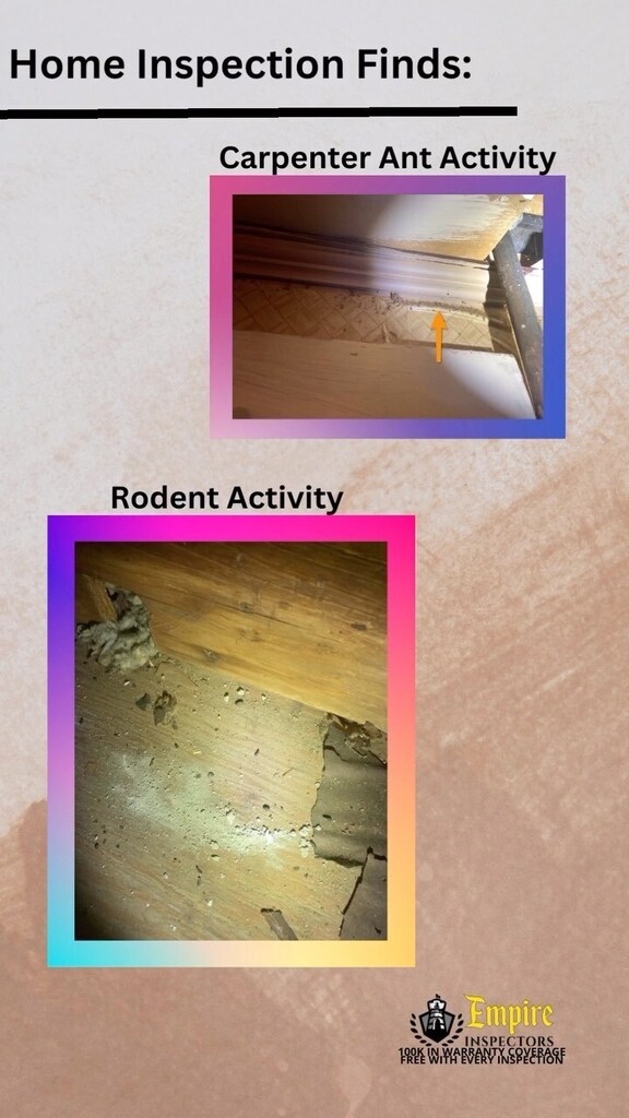 Home Inspection Finds: Carpenter Ant Activity and Rodent Activity When we see this at an inspection, we recommend having a pest control contractor evaluate and provide a treatment plan. Did you know you can also have Wood Destroying Organism (WDO) test… instagr.am/reel/Coc34XkPz…