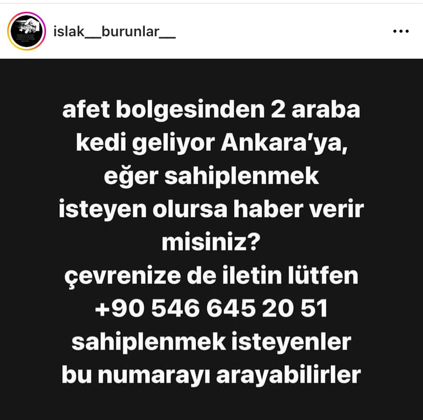 ANKARADA kedi sahiplenmek isteyenler için iletişim
