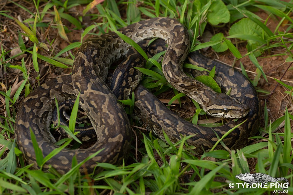 Akiba アキバ 🦦 on Twitter: 