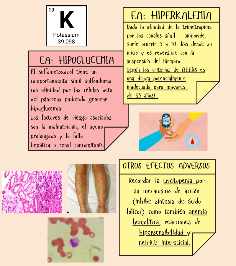 CEA_HIBA's tweet photo. Hoy evaluamos en la CEA un👨‍🦲 de 84 a con ant. de ERC en tto con trimetoprima sulfametoxazol por una inf. de piel y partes blandas. Derivado por oliguria y hallazgo de K+ de 5.7 y ⬆️falla renal. 
A propósito de este paciente, repasamos perfil y toxicidad del TMS...#MedEd https://t.co/gKd8AuXSVg