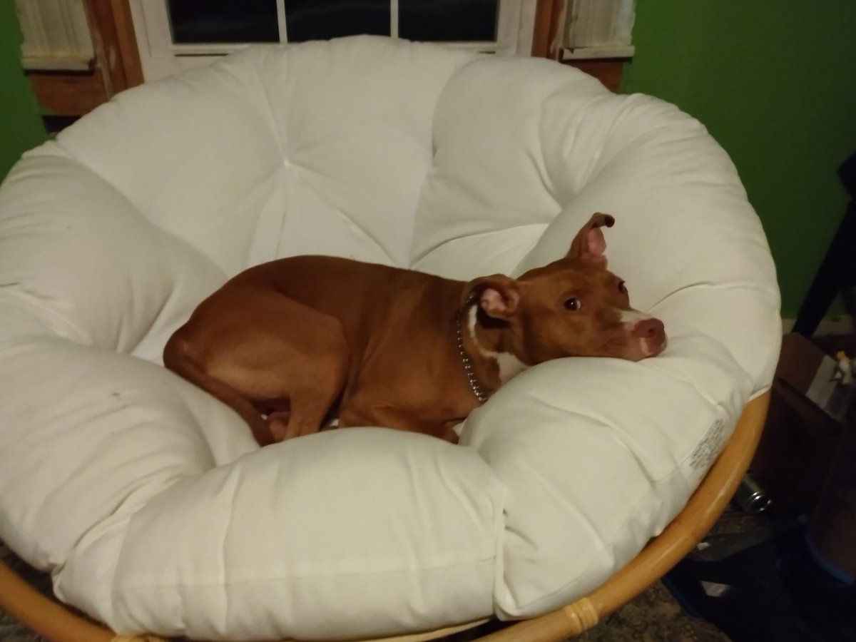 tinyraptorco's tweet photo. @MattFnWallace Murphy says that naps are the best. He usually takes them in right in the middle of the bed. (It's been years since I read The Sin du Jour series, and it's still one of my favorite series.) https://t.co/GJBUpHV7S3
