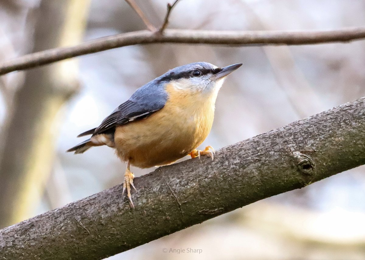 aswildlifepics's tweet photo. Nuthatch at Childwall Woods #TwitterNatureCommunity https://t.co/qcQQ3tjcIE