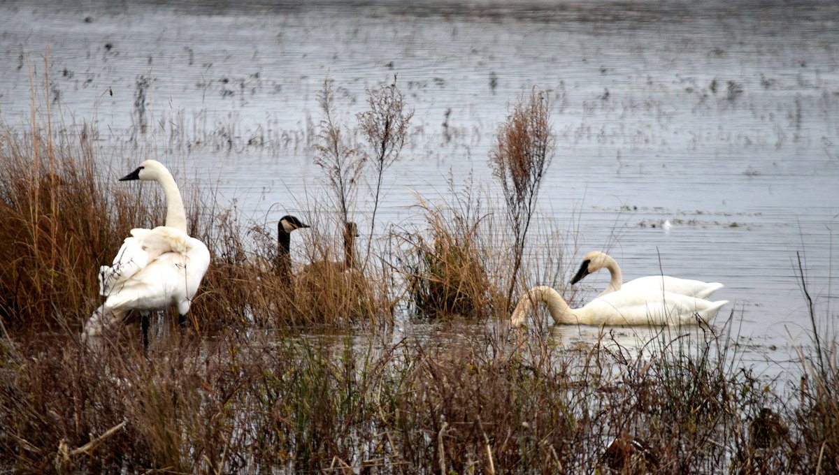 apestuary's tweet photo. It’s time for #IHeartEstuaries, an annual national campaign to show support for federally funded coastal programs.
Join @APSounds and #NationalEstuaryProgram partners in the social media blitz February 10-14 to show why we💗love our estuaries of national significance! https://t.co/JWy676lLKX