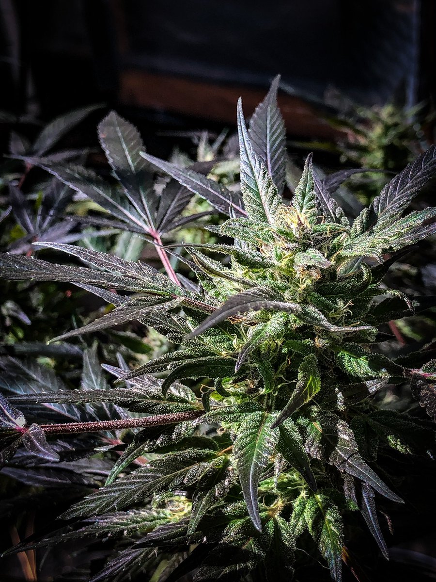 24th West Organics (@24worganics) on Twitter photo 