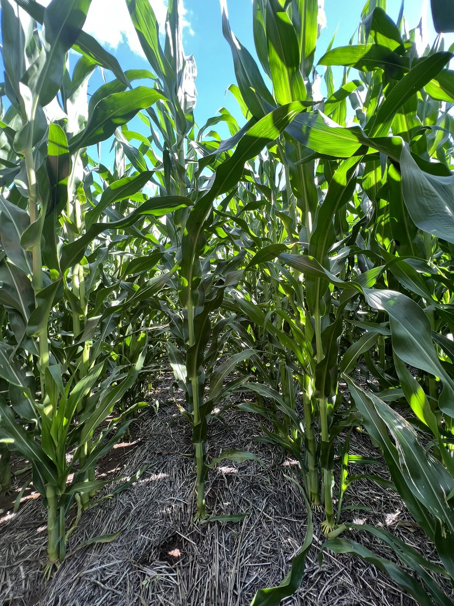 Joni_Damiani's tweet photo. #Acuronuno + Dual G 🎯en diferentes lotes de maíz tardío, con 188 a 250mm desde la aplicación. @magranetto @Syngenta_ar https://t.co/9Ac9e76Ezo