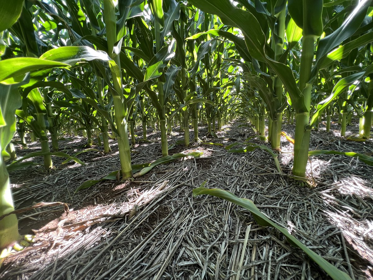 Joni_Damiani's tweet photo. #Acuronuno + Dual G 🎯en diferentes lotes de maíz tardío, con 188 a 250mm desde la aplicación. @magranetto @Syngenta_ar https://t.co/9Ac9e76Ezo