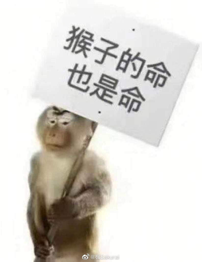 davilid520's tweet photo. 我劝这个世界对🐵好一��🙏🏻 https://t.co/7ibHOXn7jC
