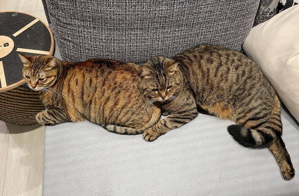 KevinLThornton's tweet photo. Xena &amp; Xander being lazy and chillin’ #cats #cat #furryfriends #chilling #pets #pet https://t.co/uUqXhq9dU8 https://t.co/uIRFore9y3