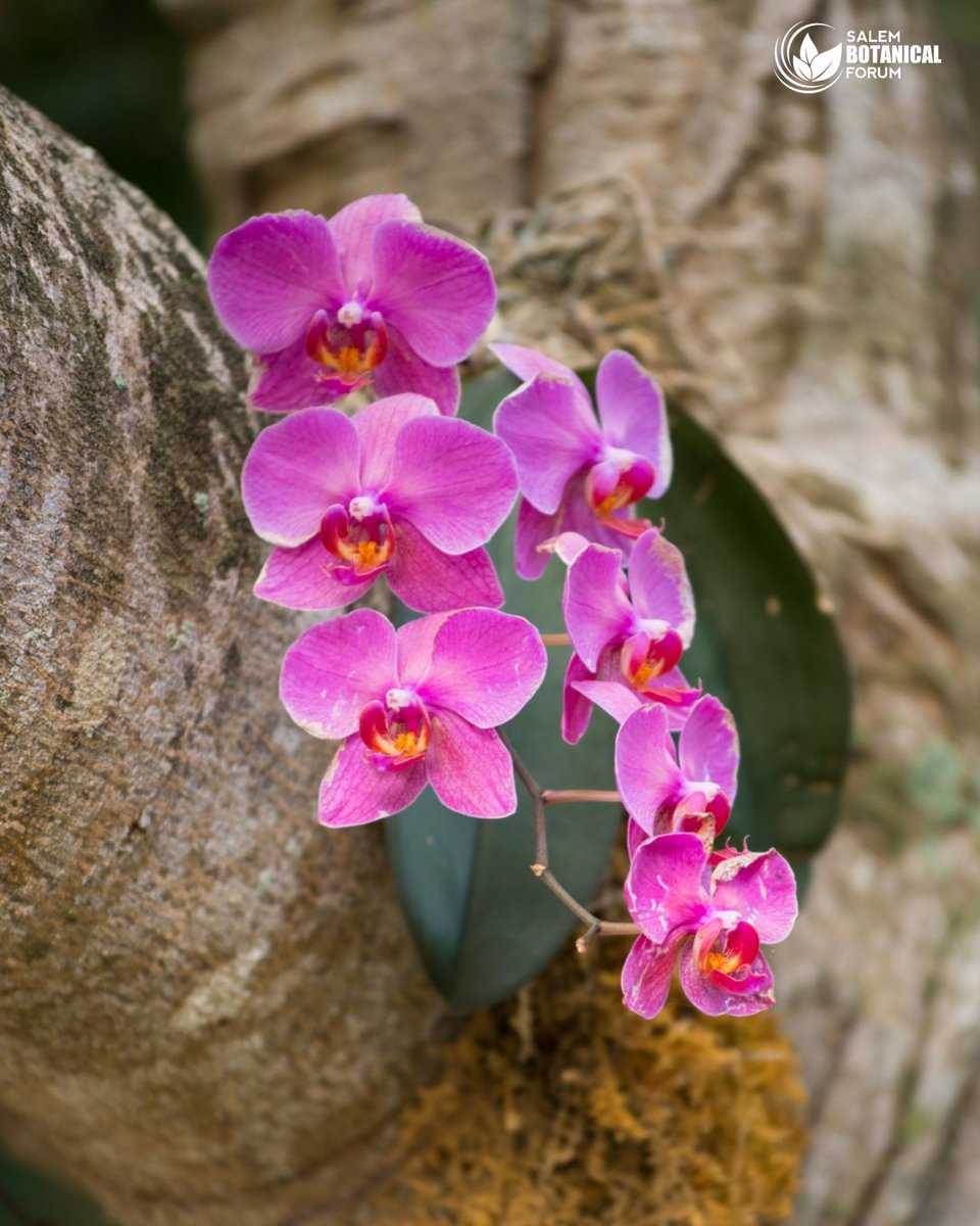 BotanicalForum's tweet photo. Did you know that orchids are one of the largest flowering groups with over 25,000 species? 

This means that there are more species of orchid than mammals, birds and reptiles combined! 👀 https://t.co/N7csdEabKV