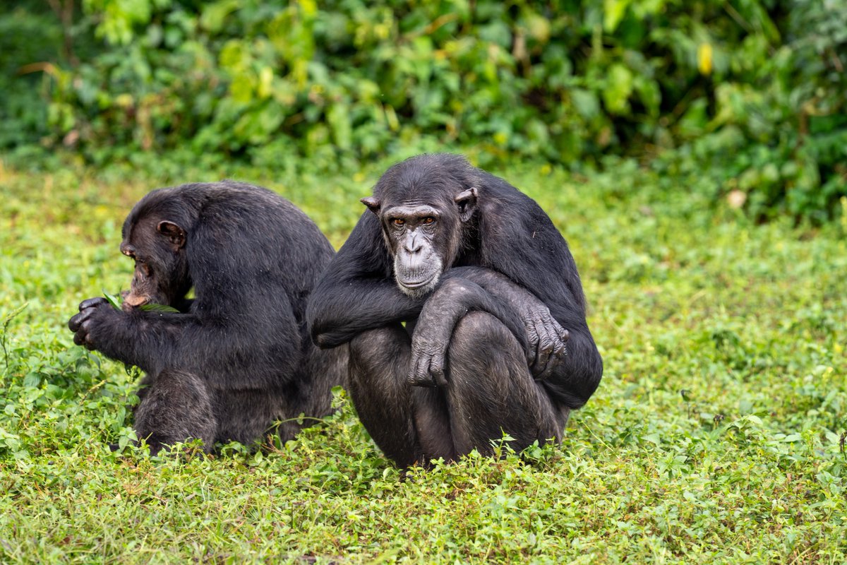 ngambaisland's tweet photo. #Adoptionprogram
Become a guardian today @ngambaisland through subscribing https://t.co/Gp10X5uQw8 #support #adoptme #visit #chimpanzees #conserve #habitat #forests 
Visit|https://t.co/QwyadvWaYD https://t.co/si9cm2Jktn