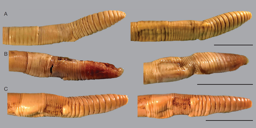 [#Zoosystema] 🪱  The cradle of giants: insights into the origin of Scherotheca Bouché, 1972 (Lumbricidae, Crassiclitellata) with the descriptions of 8 #newspecies from Corsica, 🇫🇷

✒️ <a href="/DanielFMarchn1/">Daniel F. Marchán</a> et al.
🔗 zoosystema.com/45/3
#earthworms #Lumbricidae #Oligochaeta