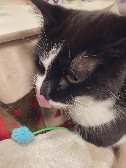 遊んでほしくて猫じゃらし持ってきてくれるんだけど、羽だのなんだの付いてたのが全部もげてて、一輪の花のようになっている 