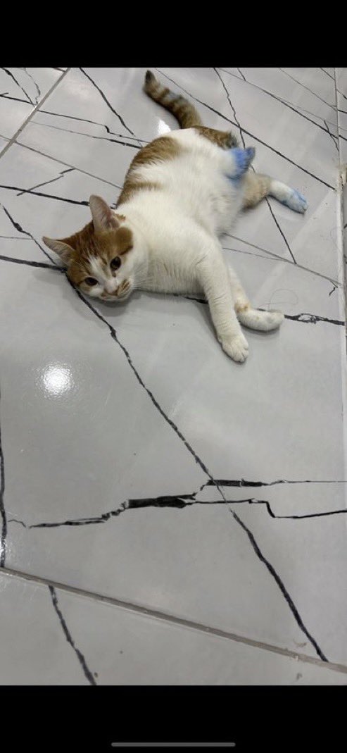 masum_gozler's tweet photo. Engelli kedimiz evde mahsur kaldı. Ulaşamıyoruz ölmesin yalvariyoruz  İslahiye Doğansoy apartmanı

@tugceusumez https://t.co/cJgzyLaHPd