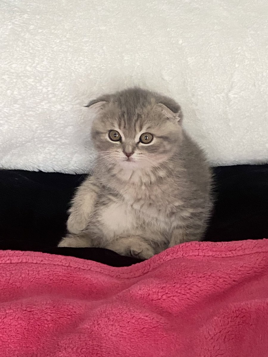 𝓫𝓪𝓫𝔂𝓭𝓸𝓵𝓵 tweet media