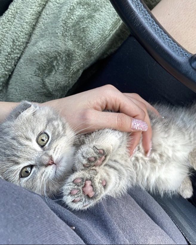 𝓫𝓪𝓫𝔂𝓭𝓸𝓵𝓵 tweet media