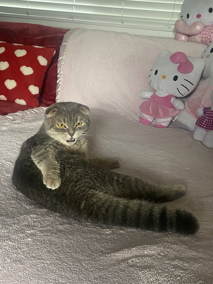 𝓫𝓪𝓫𝔂𝓭𝓸𝓵𝓵 tweet media