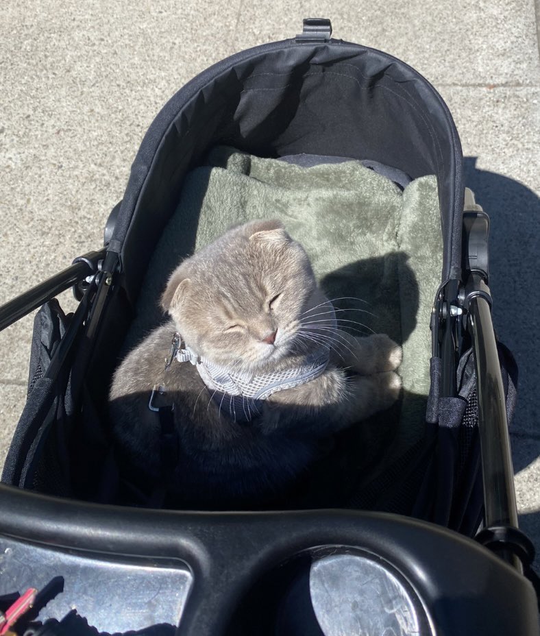 𝓫𝓪𝓫𝔂𝓭𝓸𝓵𝓵 tweet media