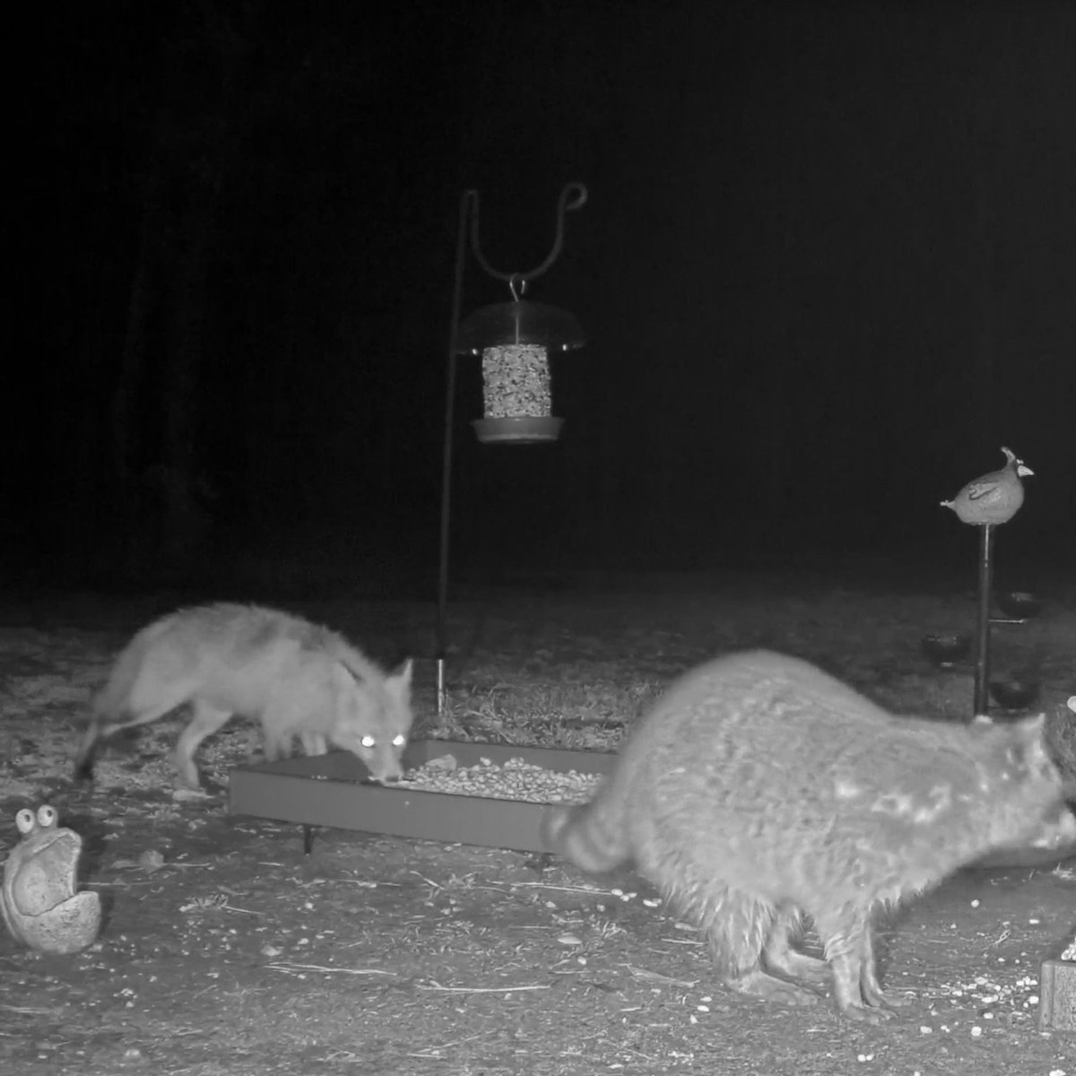 Look at the variety of night critters at CritterVision lately!  Hogs, foxes, raccoons, opossums, deer & cats! #crittervision #raccoons #opossums #deer #wildlife #wildhogs #fox