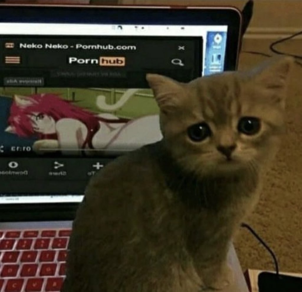 Posts Of Cats tweet media