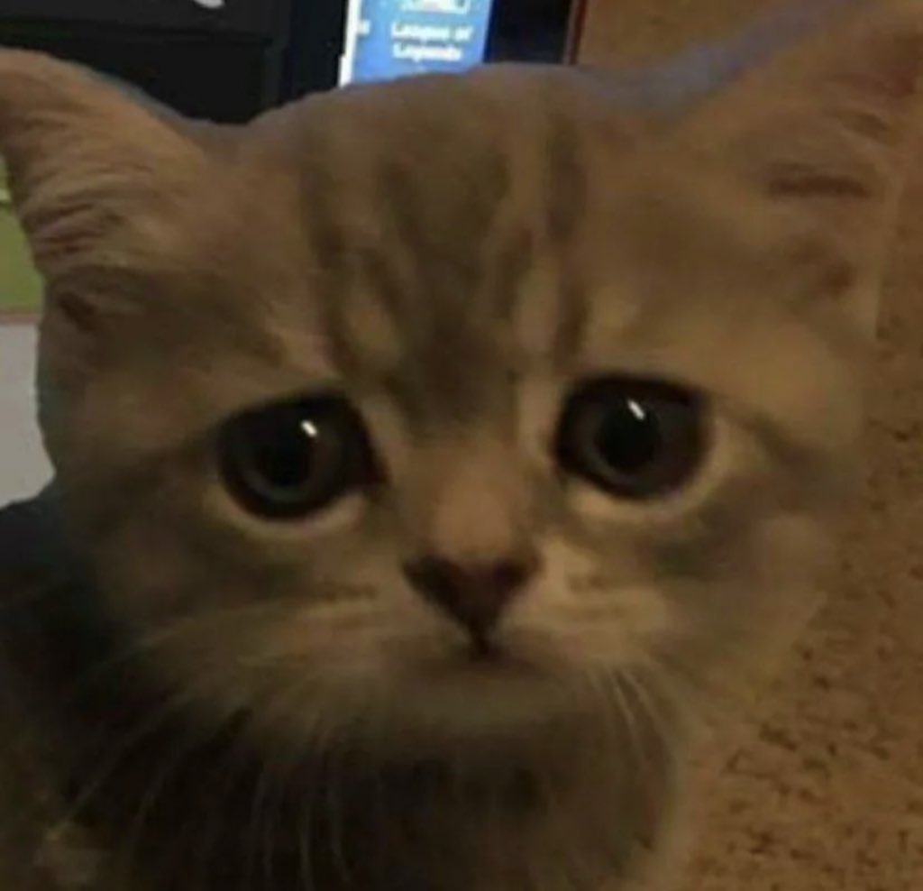 Posts Of Cats tweet media