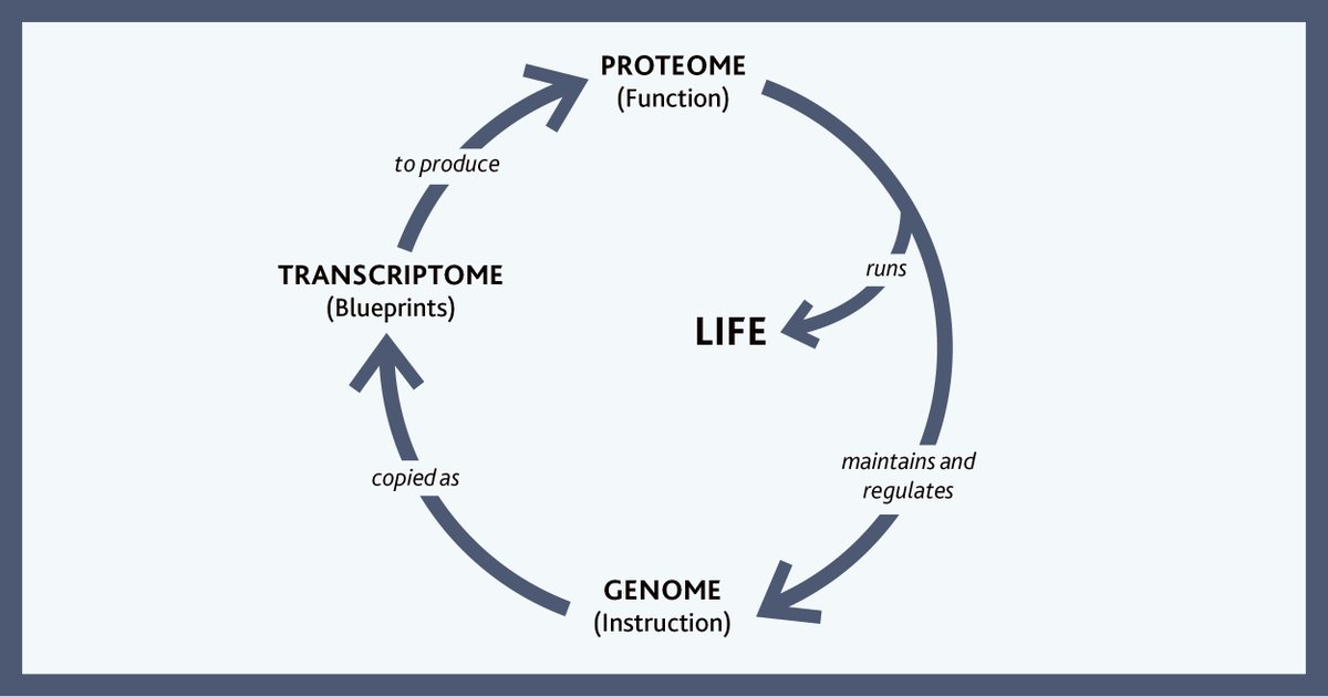 💡The proteome is an actor of skin biological mechanisms, as it is a dynamic entity that constantly adapts to the needs of the cell and its environment. #NAOSagingscience 

Learn more: bit.ly/3YolEQv