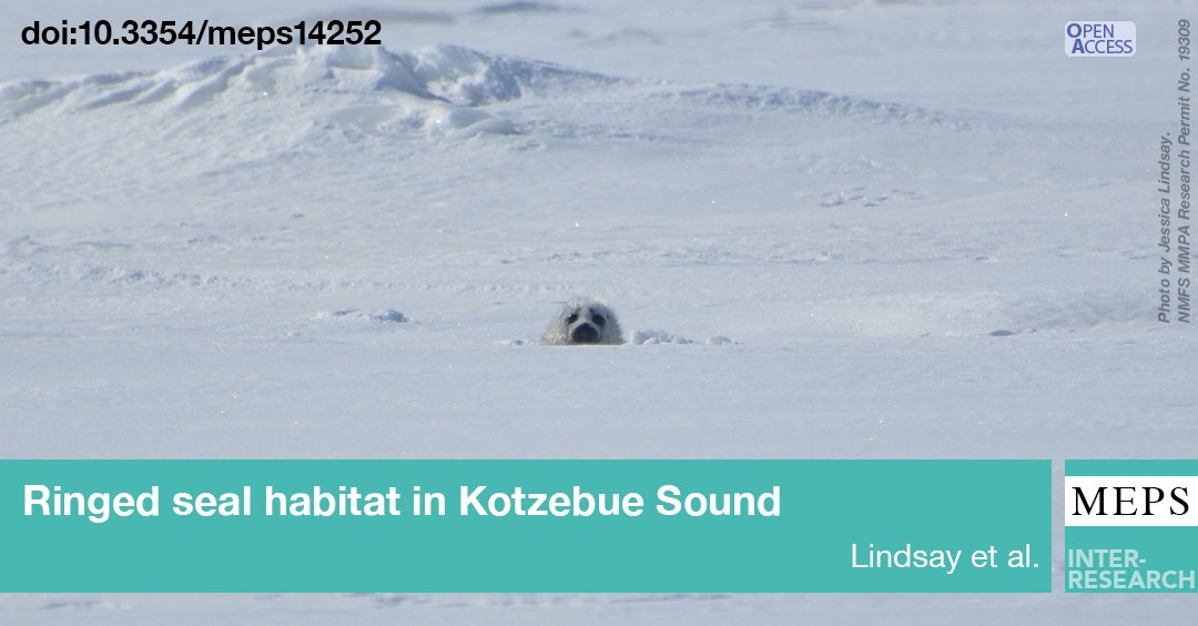 MEPS_IR's tweet image. During a year of reduced snow &amp;amp; sea ice, knowledge co-production with Iñupiaq Elders in Kotzebue Sound showed that spring snow depth &amp;amp; ice roughness were important for where #RingedSeals were found during drone-based aerial surveys. #FeatureArticle
bit.ly/meps_705_1